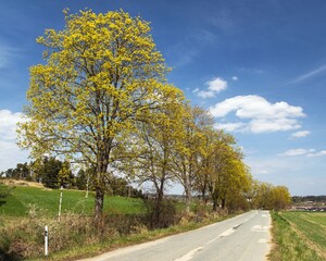road flowering maple tree alley Springtime landscape - 760861744
