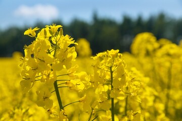 Rapeseed flower canola or colza in latin Brassica Napus - 760861969
