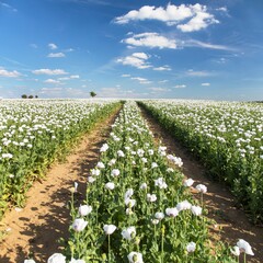 flowering opium poppy field in Latin papaver somniferum - 760862168