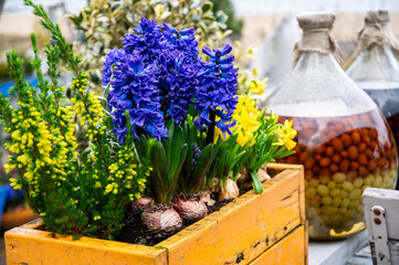 Flower pot with spring flowers. Home and garden Easter decoration