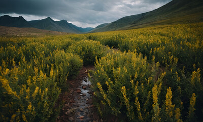 Obraz premium Tranquil Journey: Rocky Path Through Golden Meadows