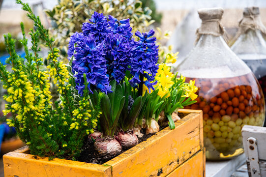 Flower pot with spring flowers. Home and garden Easter decoration