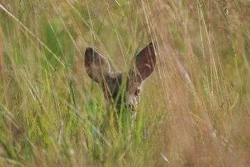 Fototapeten A little roe-deer hidden in the grass is waiting for its mother © Jarosław Kochnio
