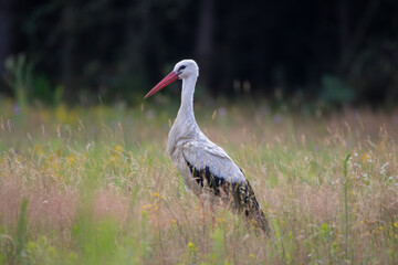 White stork on a flower meadow against the background of the forest