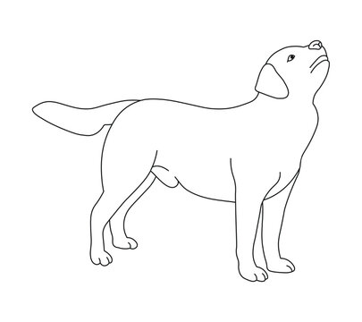 Sketch of dog in pose. Outline of a pet go, standing, running, jumping, training, walking, guarding, posing, play