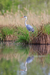 A gray heron sitting on a clump of marsh grass