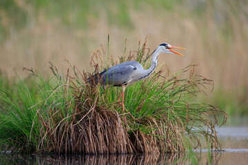 A gray heron sitting on a clump of marsh grass