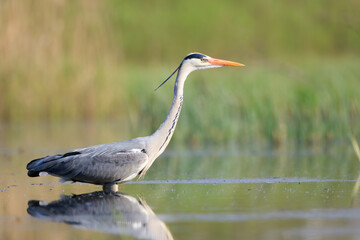 Gray heron wading in the water