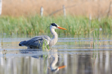A ruffled gray heron wading in the water