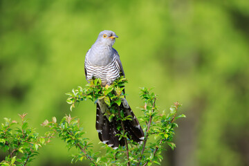 A male cuckoo on a branch on a beautiful green background