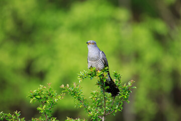 A male cuckoo on a branch on a beautiful green background