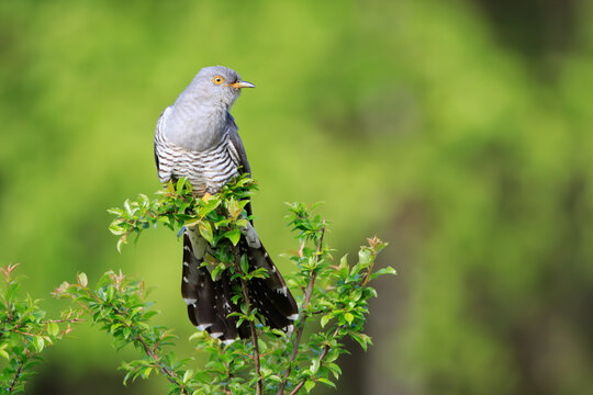A male cuckoo on a branch on a beautiful green background