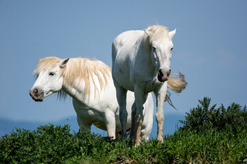 Fototapeta premium Cavallo