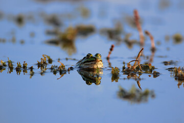 A green frog among aquatic plants on the blue surface of the lake