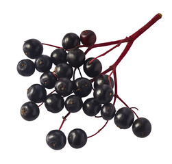 Fresh ripe elderberry falling in the air isolated  on white background. Food levitating or zero gravity conception.