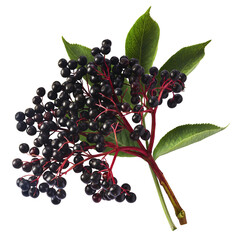 Fresh ripe elderberry with green leaves falling in the air isolated on white background. Food levitating or zero gravity conception.