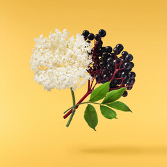 Fresh ripe elderberry with green leaves falling in the air isolated on yellow background. Food...