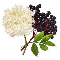 Fresh ripe elderberry with green leaves falling in the air isolated on white background. Food...