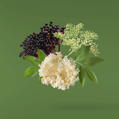 Fresh ripe elderberry with green leaves falling in the air isolated on green background. Food...
