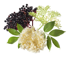 Fresh ripe elderberry with green leaves falling in the air isolated on white background. Food...
