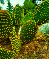 Żółto zielony kaktus 