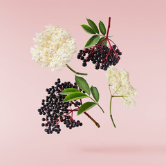 Fresh ripe elderberry with green leaves falling in the air isolated on pink background. Food...