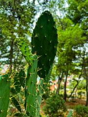 Detal kaktusa w lesie - obrazy, fototapety, plakaty