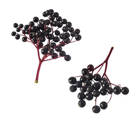 Fresh ripe elderberry falling in the air isolated  on white background. Food levitating or zero...