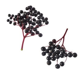 Fresh ripe elderberry falling in the air isolated  on white background. Food levitating or zero gravity conception.