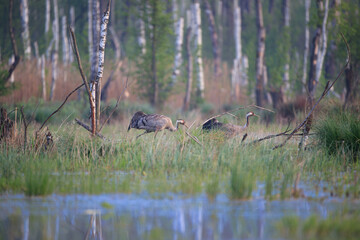 Obraz na płótnie Canvas Cranes walking in the swamps