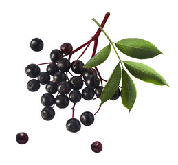Fresh ripe elderberry with green leaves falling in the air isolated on white background. Food...