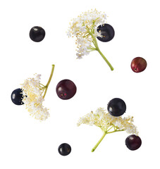 Fresh ripe elderberry with green leaves falling in the air isolated on white background. Food levitating or zero gravity conception.