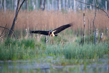Black stork landing in the swamp
