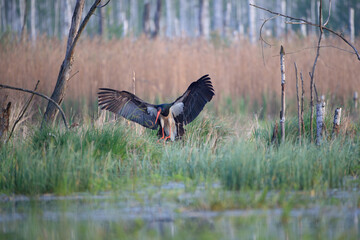 Black stork landing in the swamp