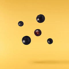 Fresh ripe elderberry falling in the air isolated  on yellow background. Food levitating or zero...