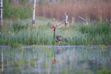 Obraz na płótnie Canvas Black stork walking in the swamps