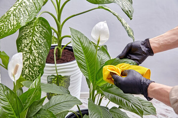 Hands in latex gloves wipe the leaves of indoor plants with a yellow wet napkin. Cleaning and...