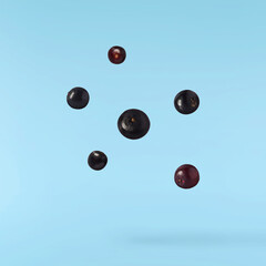 Fresh ripe elderberry falling in the air isolated  on blue background. Food levitating or zero gravity conception.