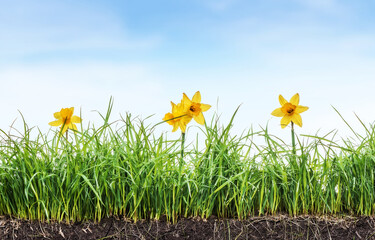 Spring narcissus flowers in green grass over blue sky. Floral nature flower background. - 760869717