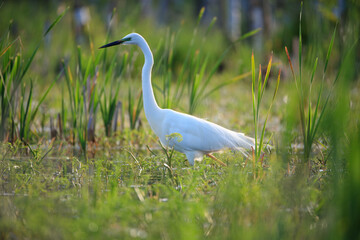 A white heron walking among the plants in the swamp