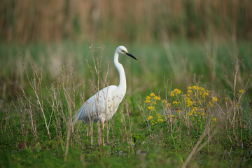 Obraz premium A white heron walking among the plants in the swamp