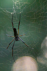 Trichonephila clavipes on it's cobweb