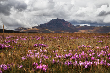 Mountain in clouds over plain with pink flowers