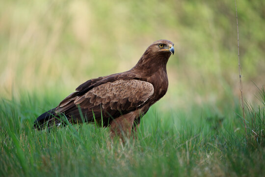 Lesser spotted eagle standing among the grass