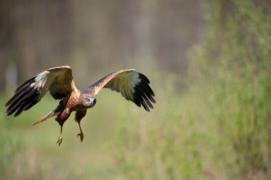A marsh harrier flying against the background of a spring meadow