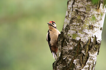 Middle Spotted Woodpecker sitting on a birch trunk