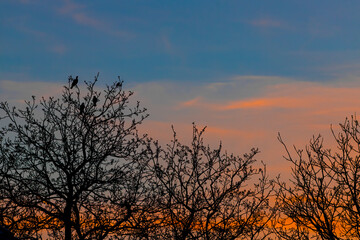 sunset in the forest