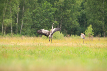 An adult crane teaches a young one to fly in a summer meadow
