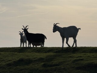 herd of goats silhouette 