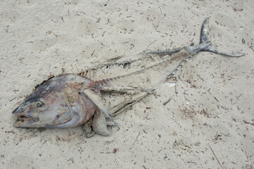 Dead fish washed up on a beach, with head, eye and visible bones, half buried in the sand